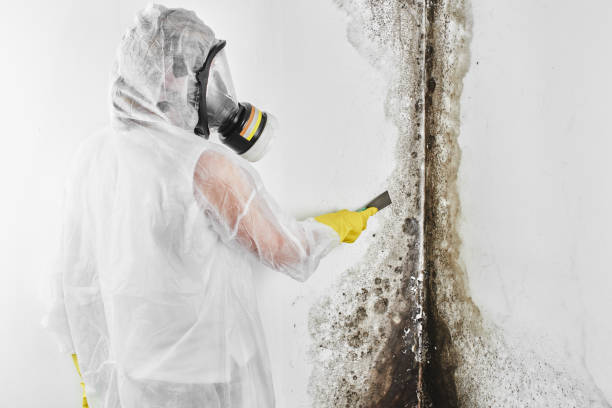 Best Emergency Mold Remediation in South Toms River, NJ
