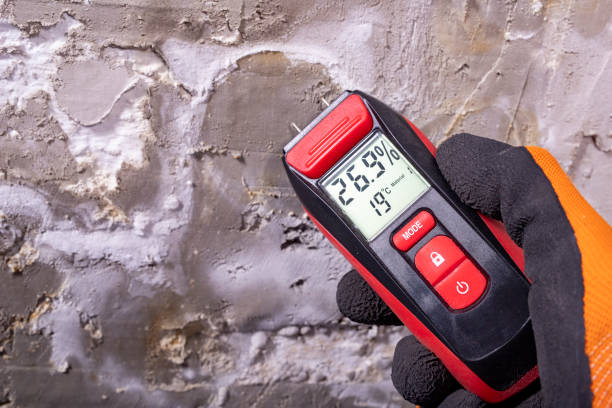 Best Black Mold Remediation in South Toms River, NJ