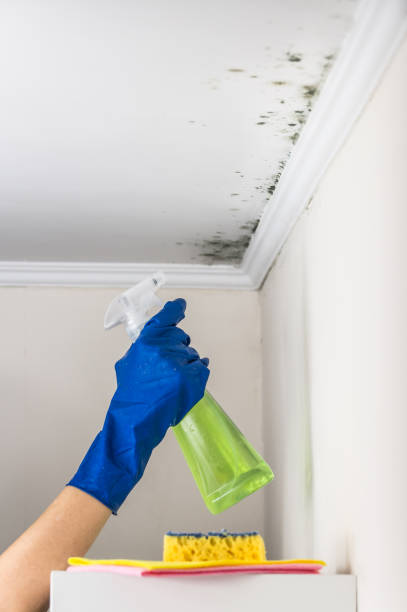 Best Crawl Space Mold Remediation in South Toms River, NJ