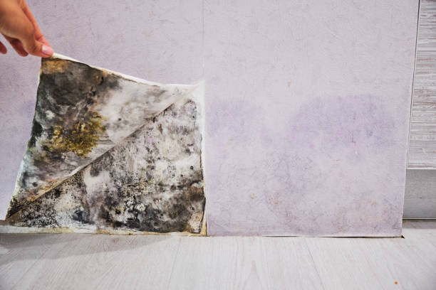 Trusted South Toms River, NJ Mold Remediation Experts